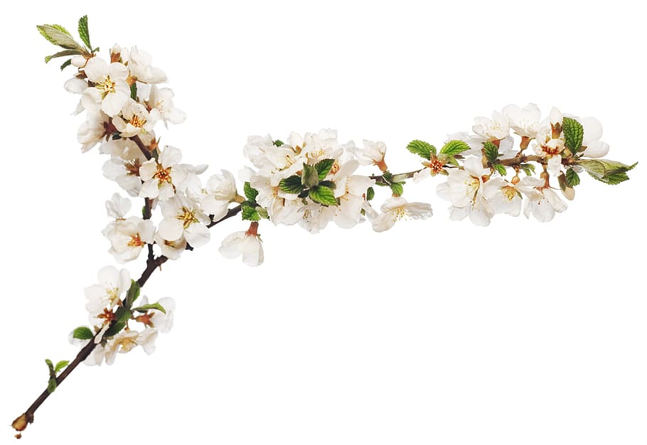 flower, white, blossoming, spring, bud, summer, seasonal, tree HD wallpaper