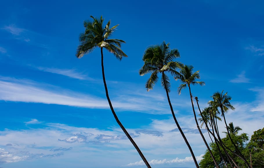Coconut Trees, palm trees, sky, plant, tropical climate, cloud - sky HD wallpaper