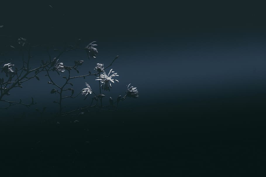 white flowering tree, nature, outdoors, plant, night, blossom HD wallpaper