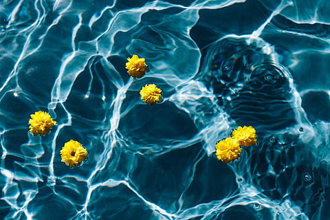 Download Hd Wallpaper Yellow Rubber Ducky Floating On Clear Water Summer Warm Beach Wallpaper Flare Yellowimages Mockups