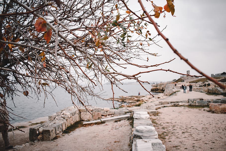 leafless tree near sea, horizon, yellow, natural, person, travel HD wallpaper