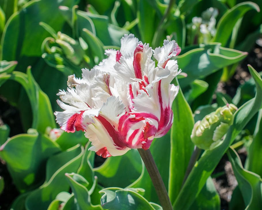 White and Red Flower during Day Time, beautiful, bloom, blooming HD wallpaper
