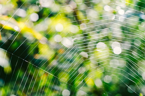 Spider web in garden, abstract, autumn, background, backlight HD wallpaper