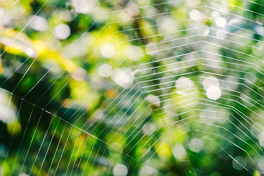 Spider web in garden, abstract, autumn, background, backlight, HD wallpaper