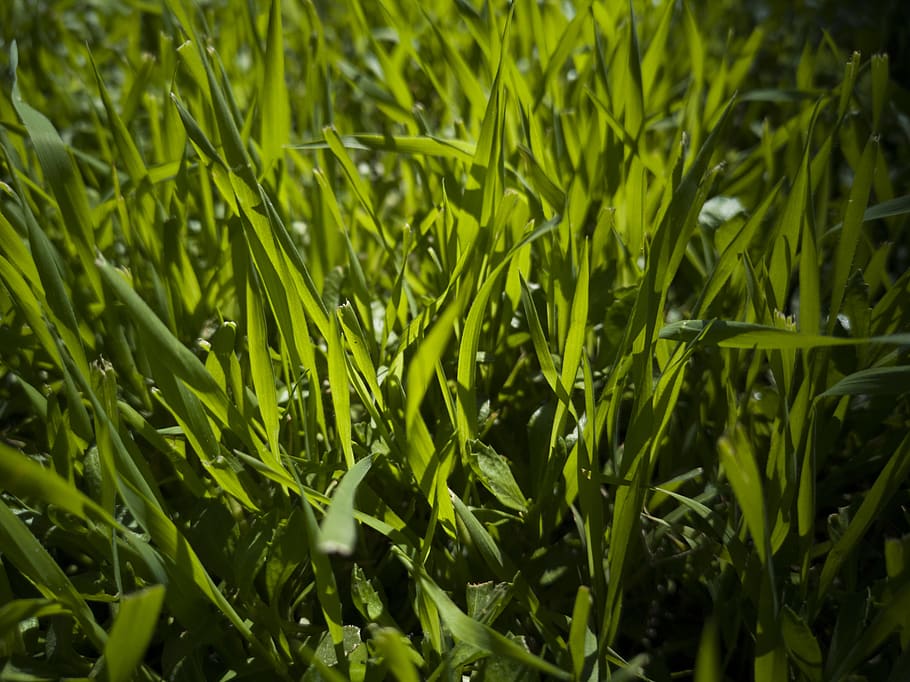 grass, green, field, area, nature, chan, plant, agriculture HD wallpaper