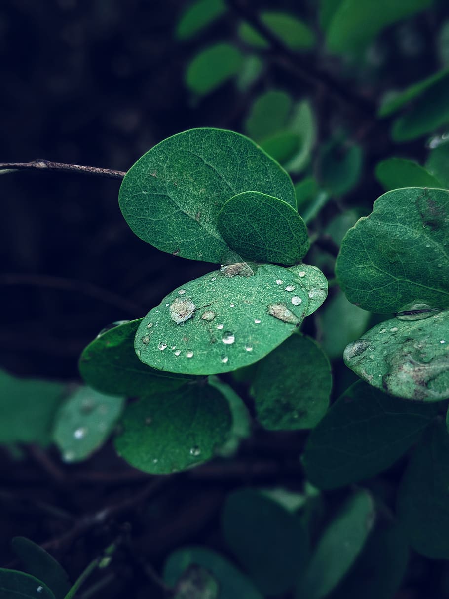 plant part, leaf, green color, growth, close-up, nature, drop HD wallpaper