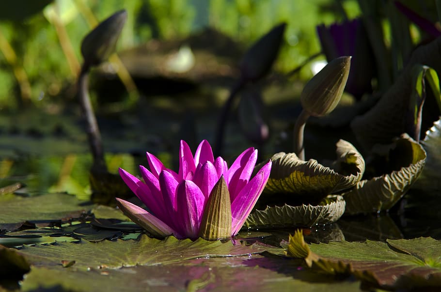 water lily, purple, flower, blossom, bloom, pond, aquatic plant, HD wallpaper