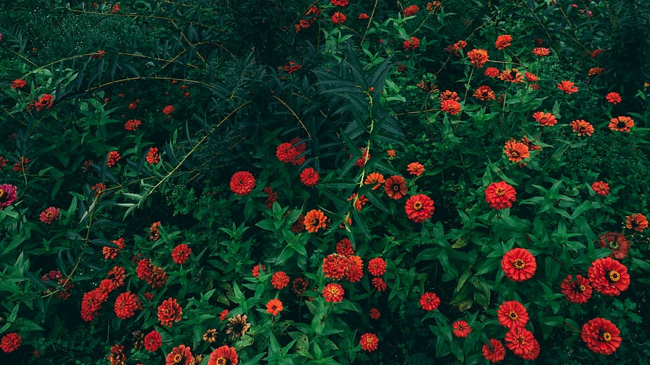 flower, green, flowering plant, growth, freshness, beauty in nature HD wallpaper