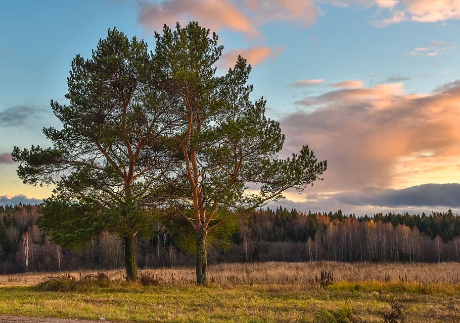 landscape, nature, trees, evening, sunset, plant, sky, beauty in nature HD wallpaper