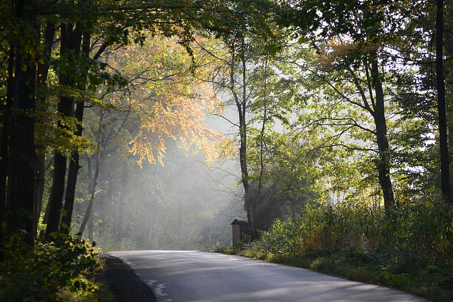 road surrounding trees, poland, forest, dirt road, gravel, plant HD wallpaper