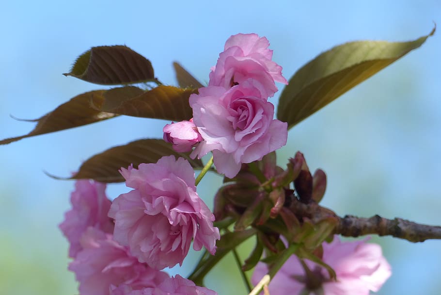 tree, blossom, bloom, cherry blossom, pink, spring, ornamental cherry HD wallpaper