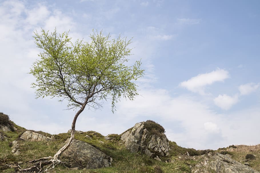 Green Tree on Mountain Under White Clouds and Blue Skies, beautiful HD wallpaper