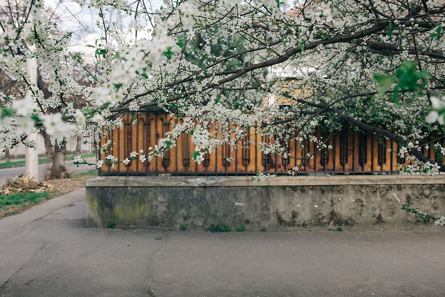 romania, oradea, flowers, trees, cherry blossoms, fence, street HD wallpaper