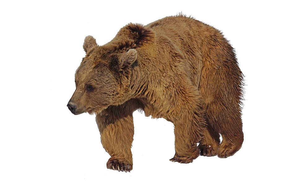 bear, brown bear, animal, extracted, wildlife, animal themes HD wallpaper