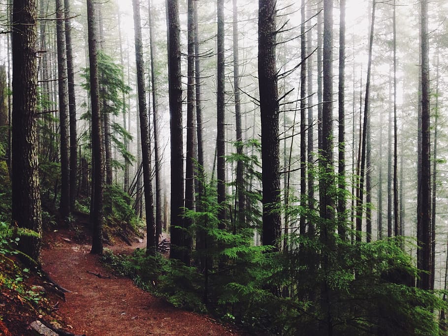 woods, trees, forest, trail, path, trek, hike, fog, nature HD wallpaper