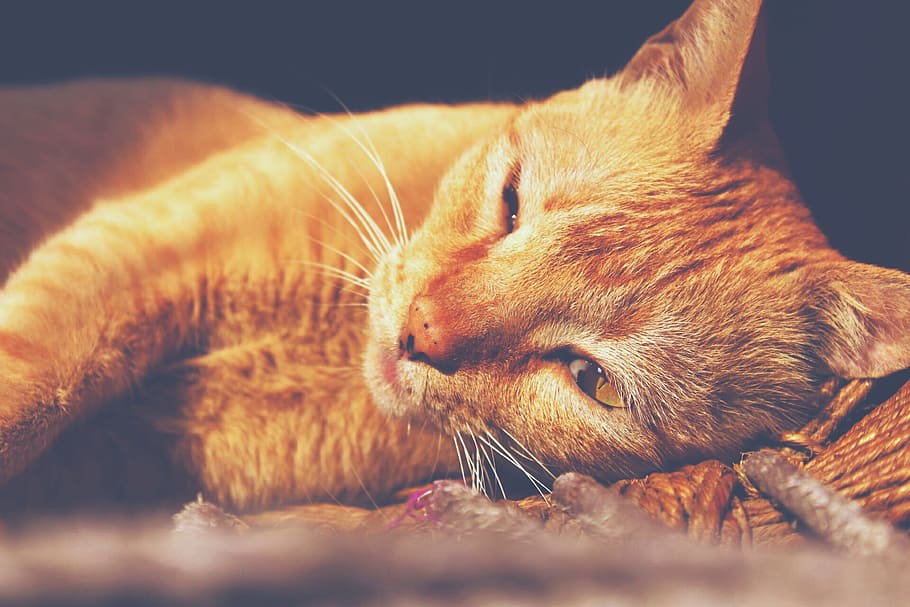 Orange Tabby Cat Lying, adorable, animal, close-up, cute, domestic, HD wallpaper