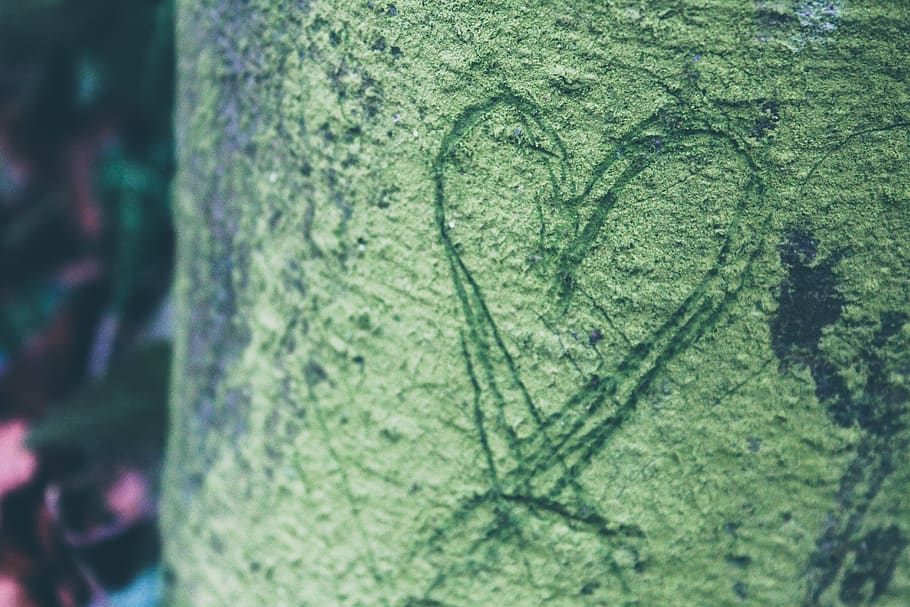 gray tree trunk, close-up, green color, no people, nature, plant HD wallpaper