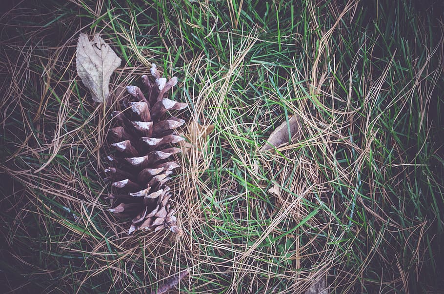 pinecone, needles, fall, autumn, ground, grass, field, rural HD wallpaper