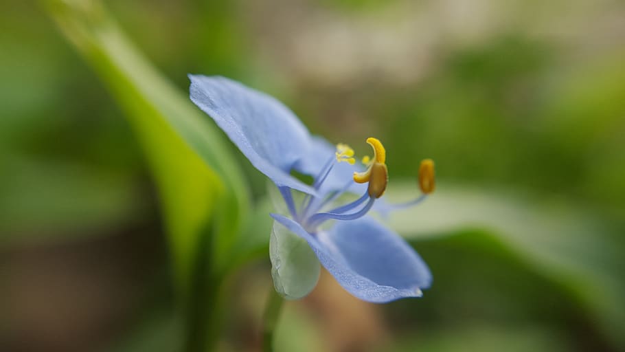 plant, flower, blossom, iris, pollen, petal, geranium, crocus HD wallpaper