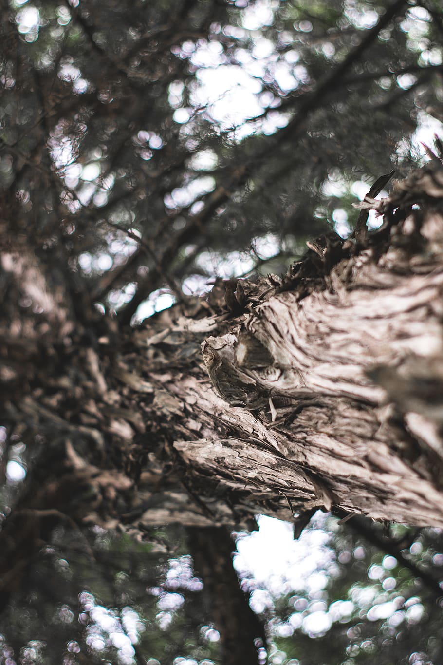 plant, tree, root, conifer, tree trunk, animal, bird, larch HD wallpaper