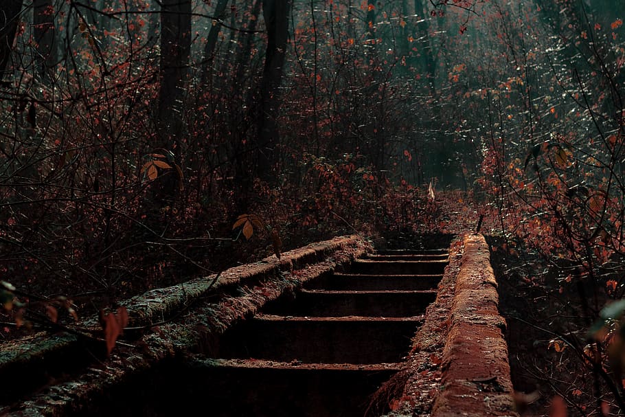 red line, forest, canon, helios, tree, plant, no people, nature