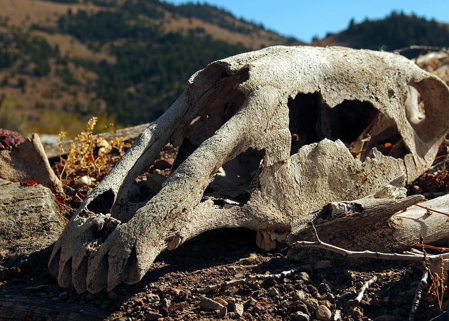 skull of horse on sod roof, bone, death, dead, bones, weird
