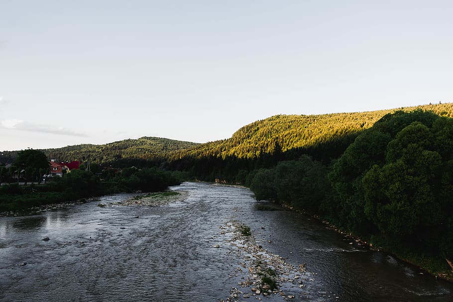 trees, river, forest, wilderness, sky, plant, water, beauty in nature HD wallpaper