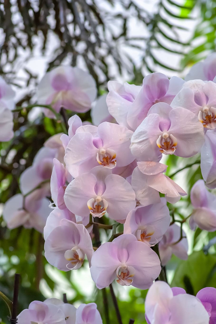 flowering plant, beauty in nature, fragility, growth, vulnerability HD wallpaper