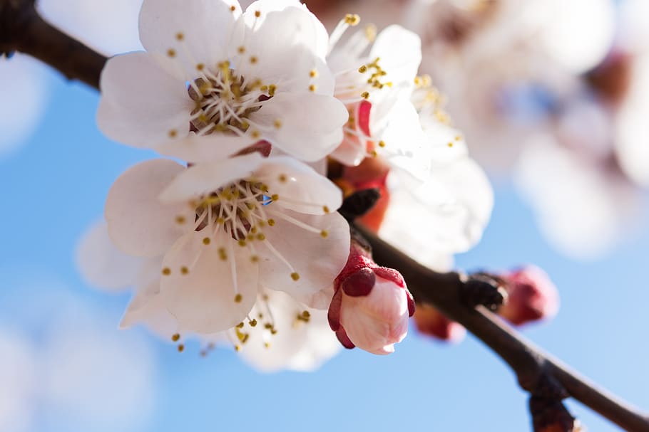 nature, flowers, cherry, spring, may, april, white, bloom, inflorescence HD wallpaper