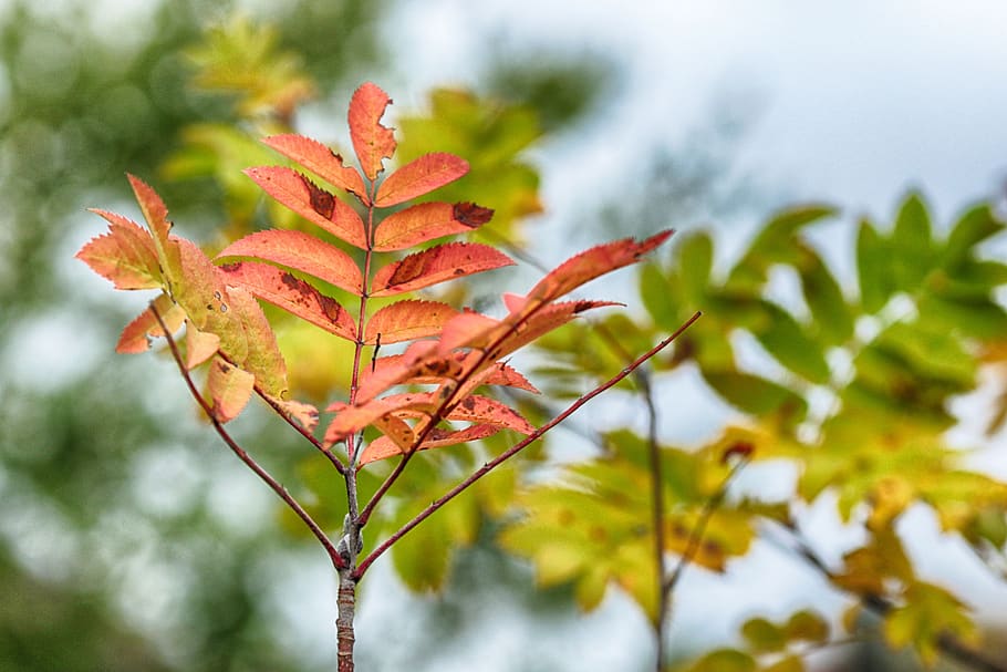 autumn, fall, nature, tree, leaves, plant, plant part, beauty in nature HD wallpaper