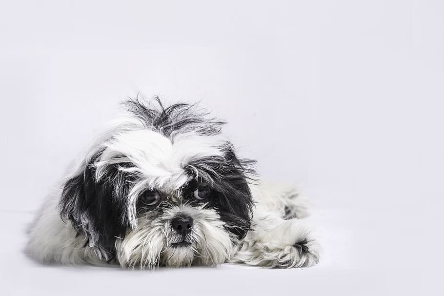 dog, pet, model, canine, animal themes, one animal, mammal HD wallpaper