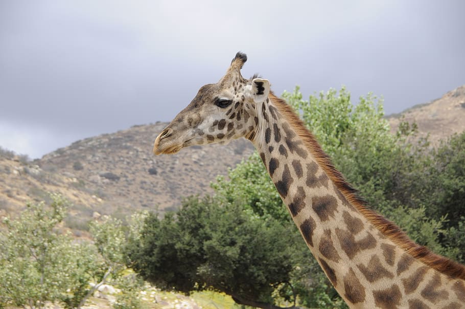 giraffe, san, diego, one animal, animal themes, animal wildlife HD wallpaper