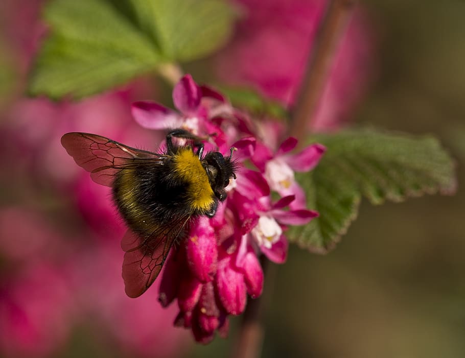 nature, hummel, pollination, close up, nectar, zierjohannisbeer flowering HD wallpaper