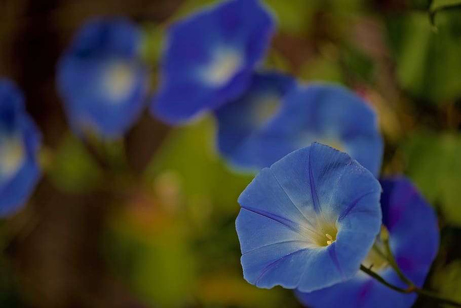 volubilis, flowers, nature, flowering, blue, morning glory, HD wallpaper