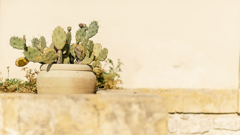 green cacti on brown ceramic pot, plant, no people, nature, wall - building feature HD wallpaper