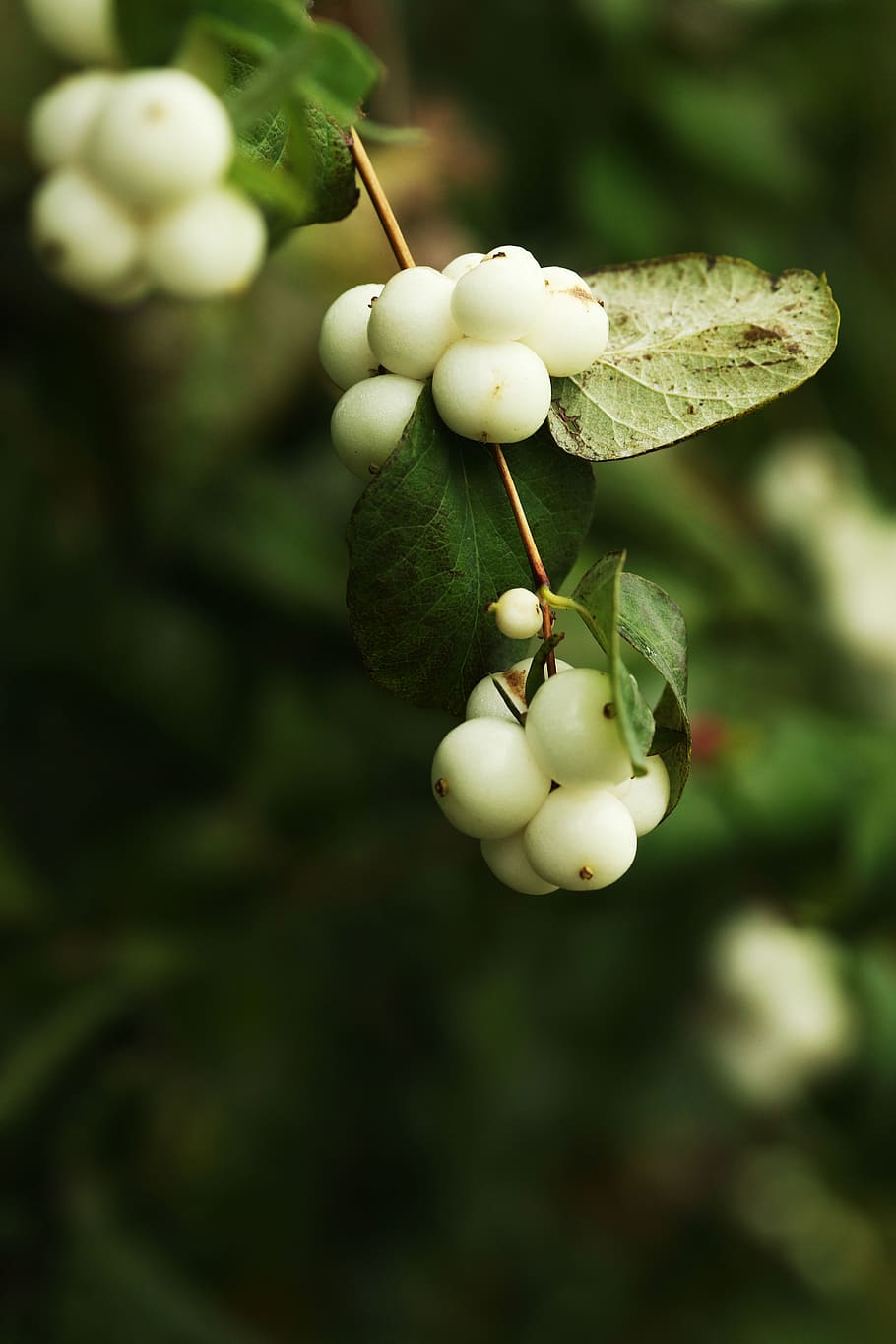 berry, fall, autumn, nature, food, healthy eating, fruit, food and drink HD wallpaper