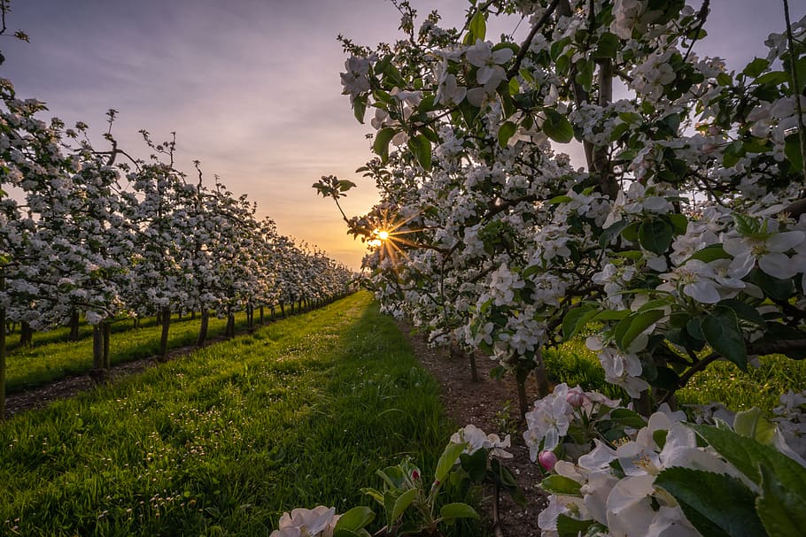 white flower field under cloudy sky, plant, beauty in nature HD wallpaper