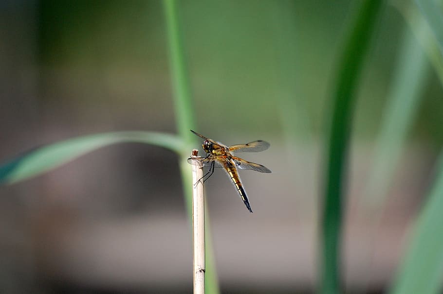 dragonfly, beetle, nature, insects, macro, white legged damselfly darter HD wallpaper