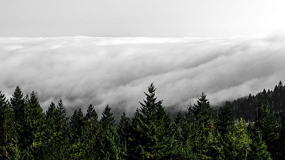cloudy sky above the trees, fir, plant, abies, nature, outdoors HD wallpaper