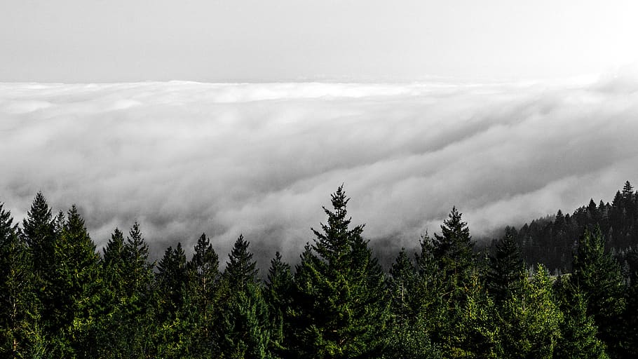 cloudy sky above the trees, fir, plant, abies, nature, outdoors, HD wallpaper