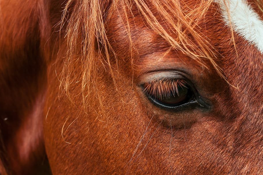 brown horse, animal themes, mammal, livestock, animal wildlife HD wallpaper