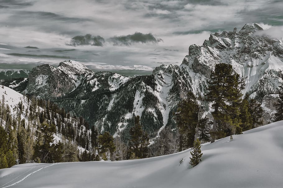 Green Leaf Tree on Mountain of Snow, adventure, clouds, cold HD wallpaper