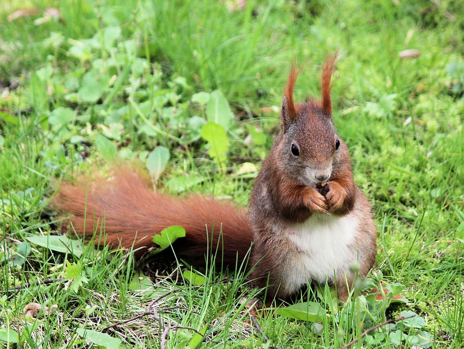 red squirrel holding nut, animal themes, animal wildlife, one animal HD wallpaper