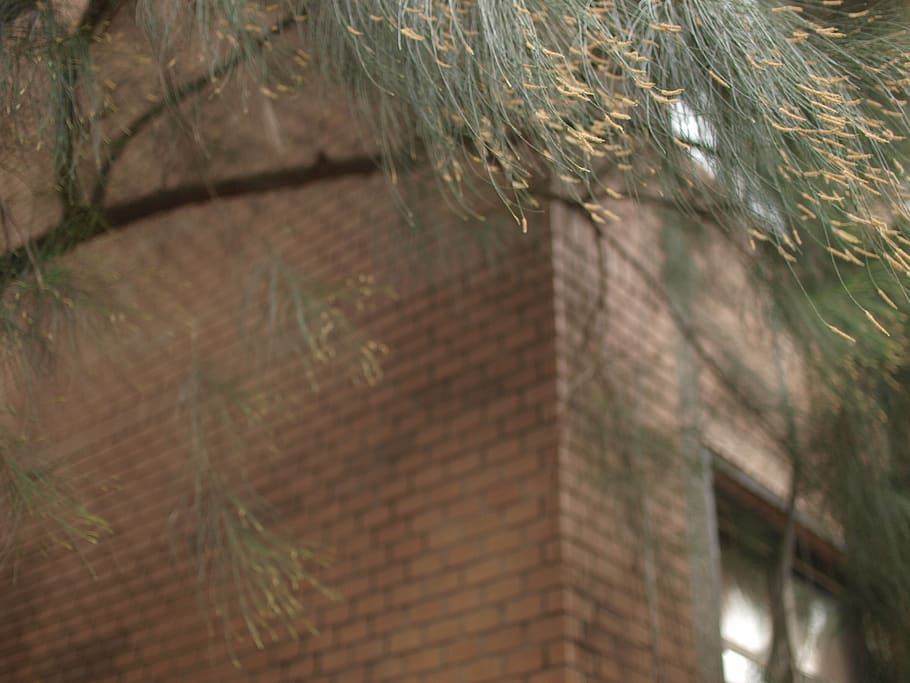 plant, tree, conifer, brick, food, seasoning, dill, clothing HD wallpaper