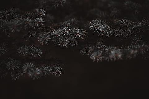 green grass, plant, nature, outdoors, ice, tree, moss, snow, light HD wallpaper
