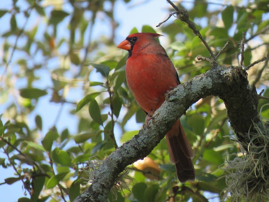 cardinal, red bird, tree, natural, wildlife, colorful, vertebrate HD wallpaper