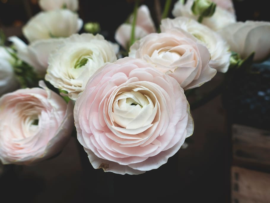 flower, white, petal, bloom, garden, plant, nature, autumn HD wallpaper