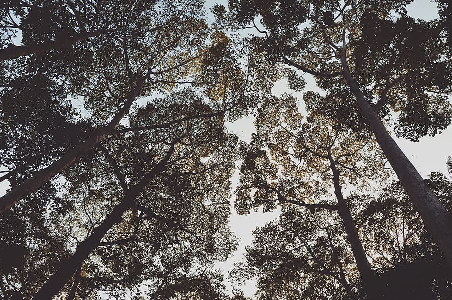 trees, leaves, sky, branches, nature, plant, low angle view HD wallpaper