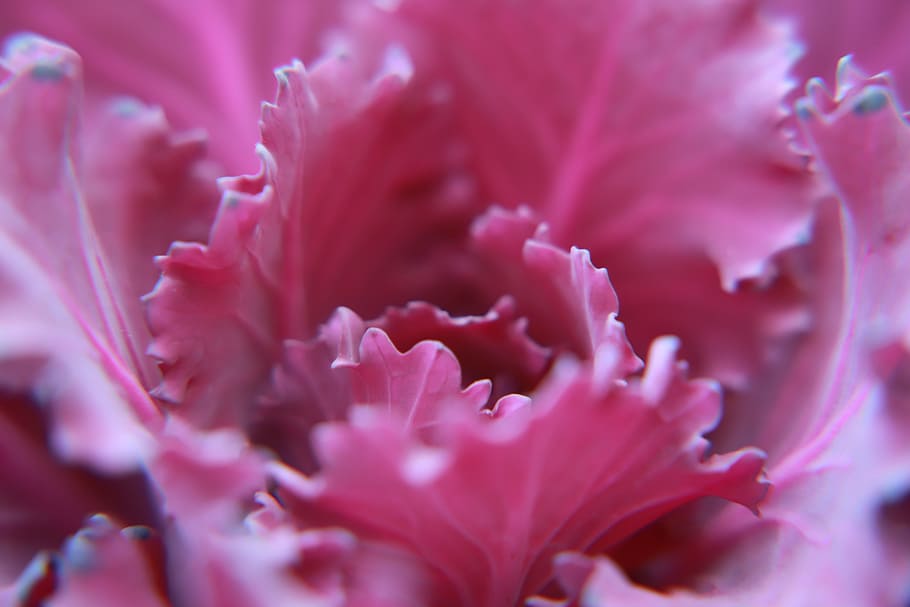 Macro Photography of Pink Flower, beautiful, bloom, blooming HD wallpaper