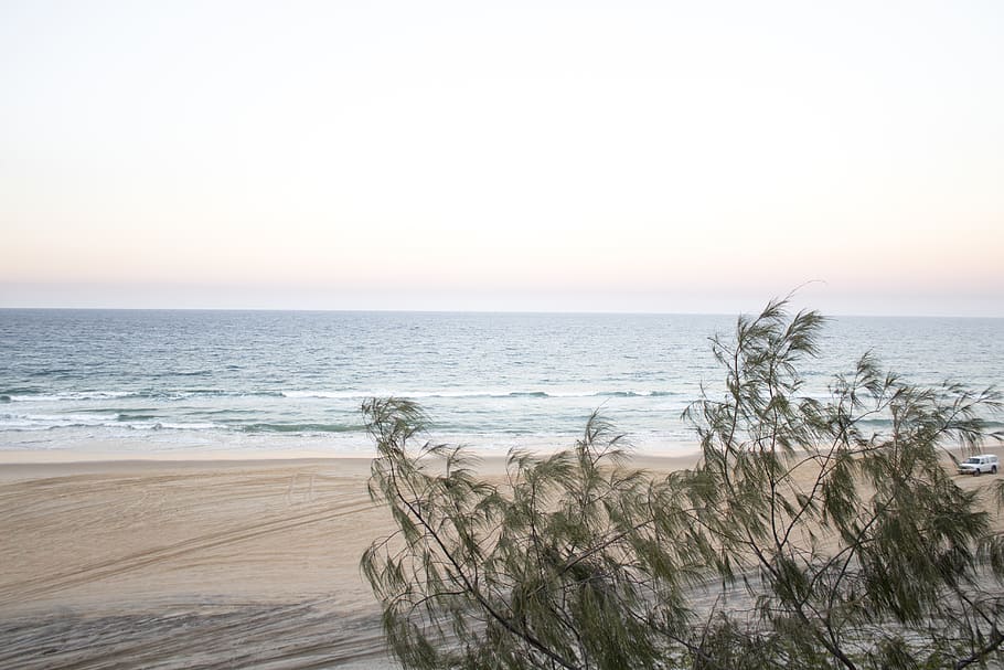 australia, noosa heads, sunrise, sunset, weekend, tree, beach, HD wallpaper